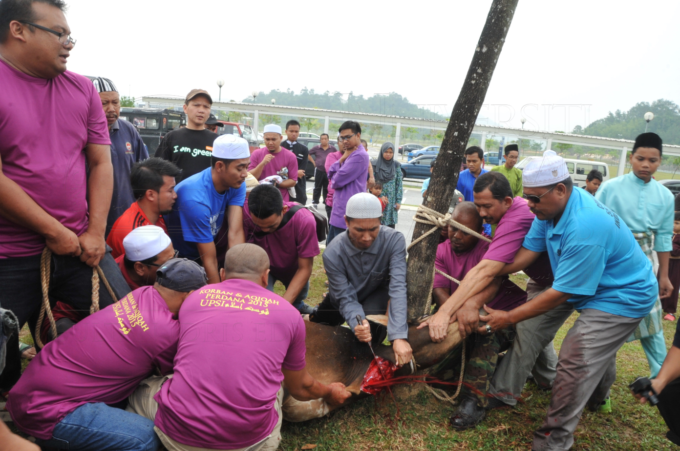 PRO15 150 KORBAN HAS 6752